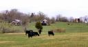 cows-at-horse-barn-near-hendersonville-nov-2007.jpg